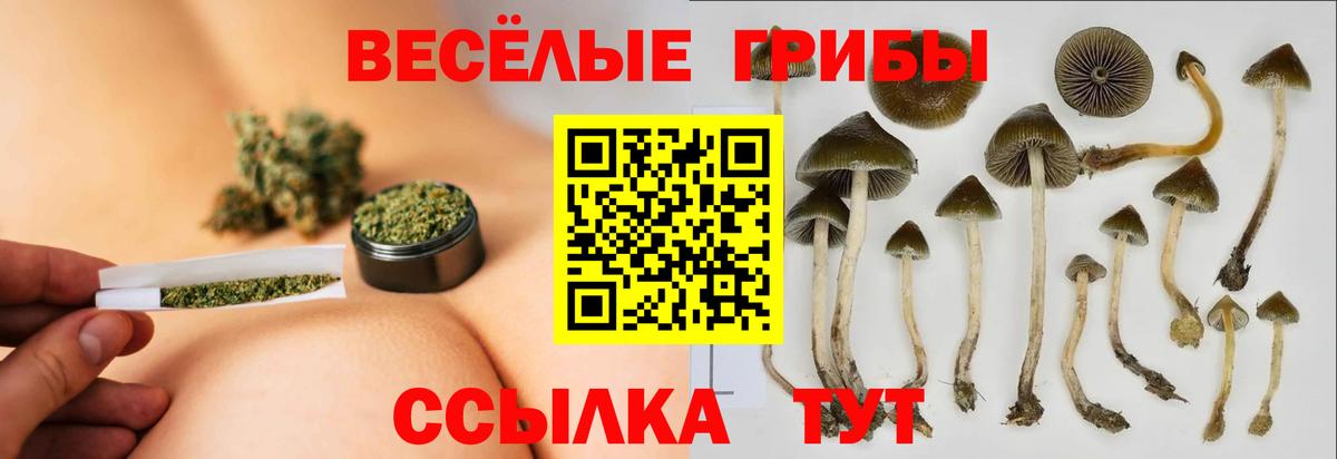 Псилоцибиновые грибы Psilocybe Ярославль